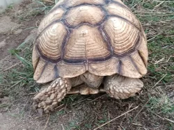 Pár želv ostruhatých – sulcata – i jednotlivě