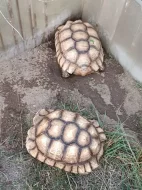Pár želv ostruhatých – sulcata – i jednotlivě