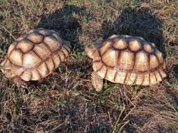 Pár želv ostruhatých – sulcata – i jednotlivě