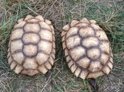 Pár želv ostruhatých – sulcata – i jednotlivě