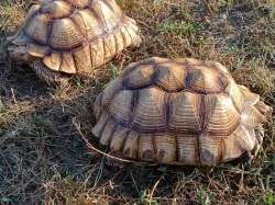 Pár želv ostruhatých – sulcata – i jednotlivě