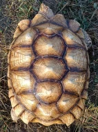 Pár želv ostruhatých – sulcata – i jednotlivě