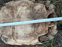 Pár želv ostruhatých – sulcata – i jednotlivě