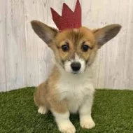 vynikající štěňata pemboke welsh corgi