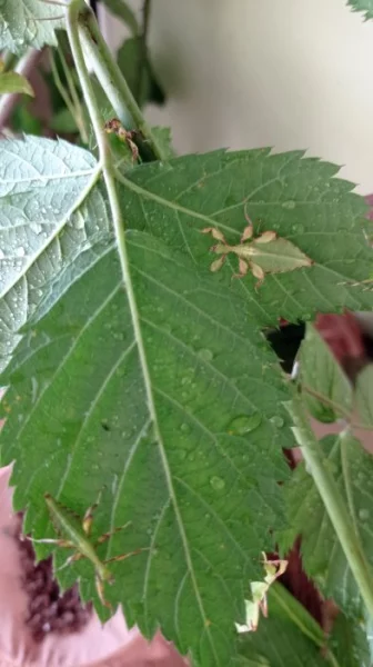 Pakobylky a lupenitky