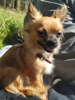 Prodám pejska čivavy