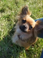 Prodám pejska čivavy