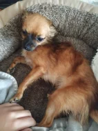 Prodám pejska čivavy