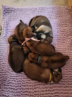 Štěňátka Akita Inu s průkazem původu