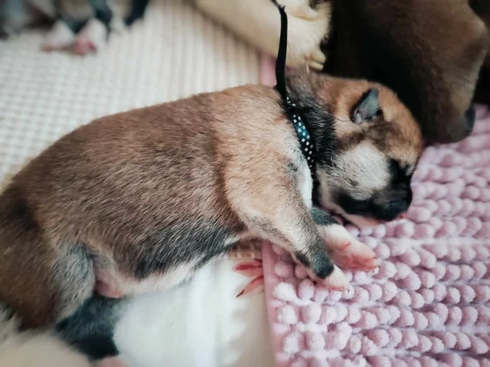 Štěňátka Akita Inu s průkazem původu