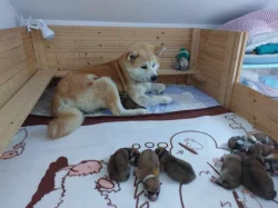 Štěňátka Akita Inu s průkazem původu