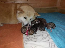 Štěňátka Akita Inu s průkazem původu