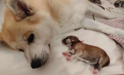 Štěňátka Akita Inu s průkazem původu