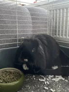 Zakrslý králíček