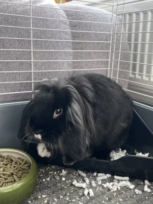 Zakrslý králíček