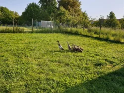 Indický běžec