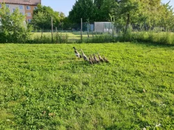 Indický běžec