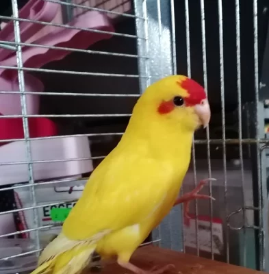 Kakariki