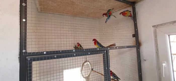 Volné kusy rozely pestré - goldmantel