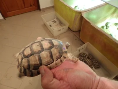 zelvy zelenave, zlutohnede, vroubene