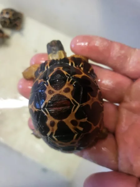 zely paprscite a hvezdnate