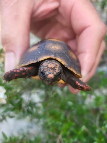 zelvy, uhlirske, ostruhate, pardali