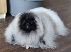Pekinéz