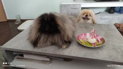 Pekinéz