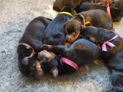 Dobrman - štěňata s FCI PP