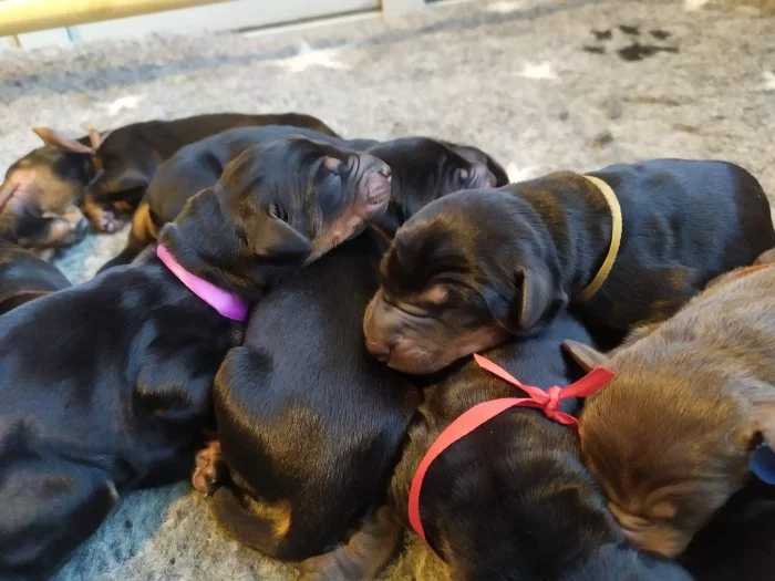 Dobrman - štěňata s FCI PP