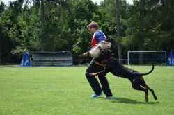 Dobrman - štěňata s FCI PP