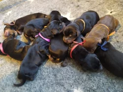 Dobrman - štěňata s FCI PP