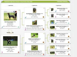 Dobrman - štěňata s FCI PP