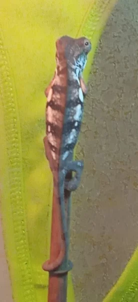 Prodám chameleony Pardálí