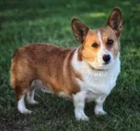 vynikající štěňata pemboke welsh corgi