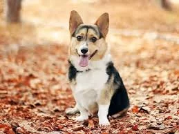 vynikající štěňata pemboke welsh corgi