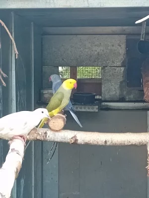 Alexandr maly oliva hlava ocas chovný pár 2020