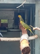 Alexandr maly oliva hlava ocas chovný pár 2020