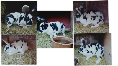 Rex Dalmatinský strakáč  černý