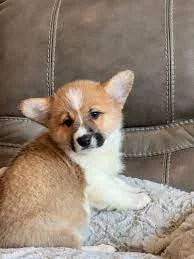 vynikající štěňata pemboke welsh corgi