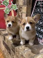 vynikající štěňata pemboke welsh corgi