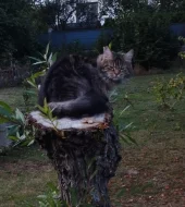 Připuštění kočky