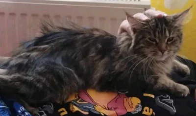 Připuštění kočky