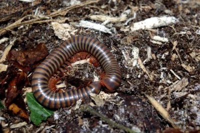 Mnohonožky A.spinimargo, O. subkarschi, P. ligulatus,