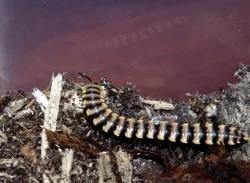 Mnohonožky A.spinimargo, O. subkarschi, P. ligulatus,
