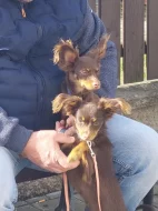 Zadám štěňata malého plemene