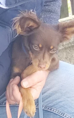 Zadám štěňata malého plemene