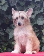 Čínský chocholatý pes labutěnky