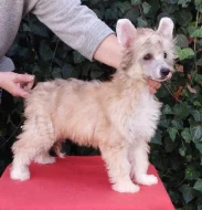 Čínský chocholatý pes labutěnky