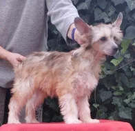 Čínský chocholatý pes labutěnky